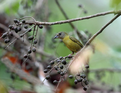 Cherrie's Tanager - Ramphocelus passerinii (female)