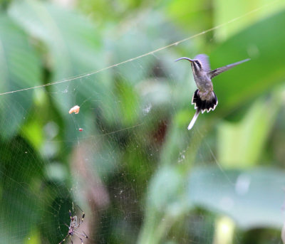 Long-billed Hermit - Phaethornis longirostris (checking out a spider web)