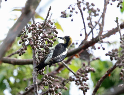 Golden-naped Woodpecker - Melanerpes chrysauchen