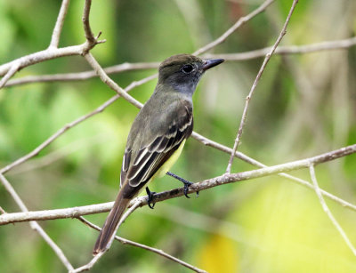 Dusky-capped Flycatcher - Myiarchus tuberculifer