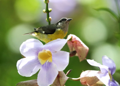 Bananaquit - Coereba flaveola