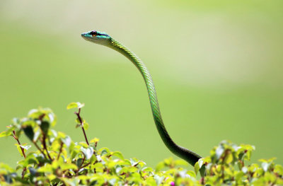 Giant Parrot Snake - Leptophis ahaetulla