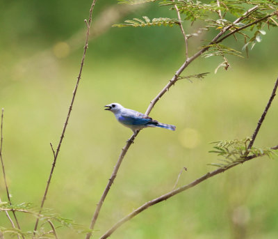 Blue-gray Tanager - Thraupis episcopus