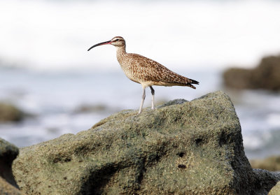 Whimbrel - Numenius phaeopus