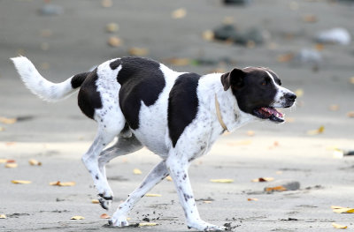 Muppy running around on the beach