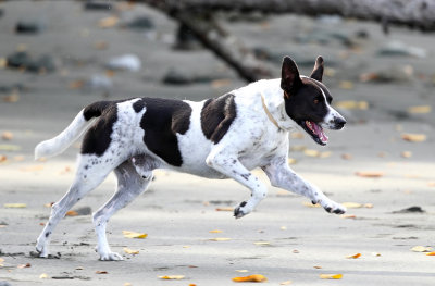 Muppy running around on the beach