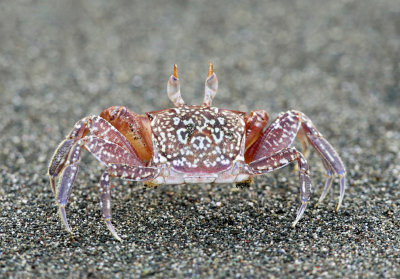 Ghost Crab - Ocypode gaudichaudii