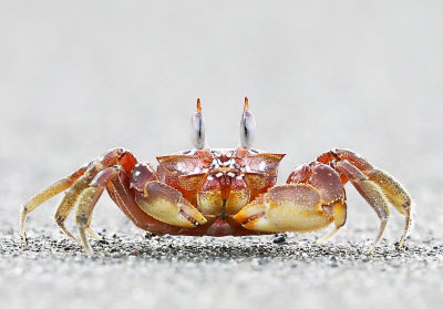 Ghost Crab - Ocypode gaudichaudii