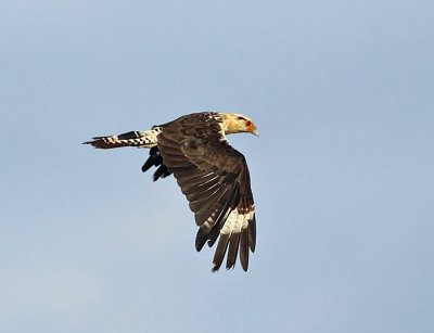 Yellow-headed Caracara - Milvago chimachima