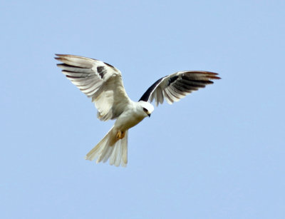 White-tailed Kite - Elanus leucurus
