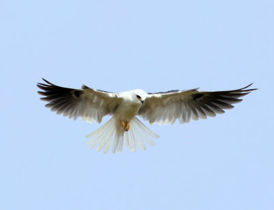 White-tailed Kite - Elanus leucurus