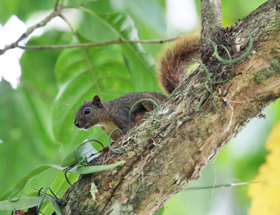 Variegated Squirrel - Sciurus variegatoides