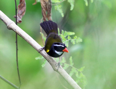 Orange-billed Sparrow - Arremon aurantiirostris