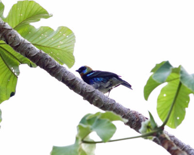 Golden-hooded Tanager - Tangara larvata