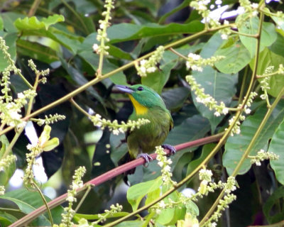 Green Shrike-Vireo - Vireolanius pulchellus