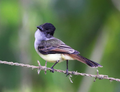 Dusky-capped Flycatcher - Myiarchus tuberculifer