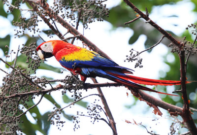 Scarlet Macaw - Ara macao