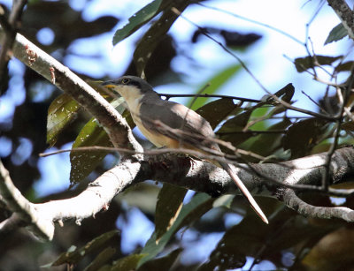 Mangrove Cuckoo - Coccyzus minor