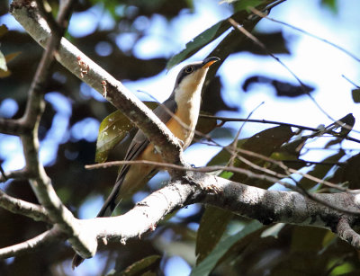 Mangrove Cuckoo - Coccyzus minor