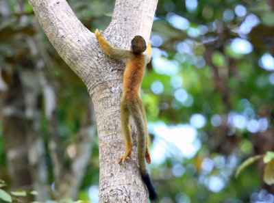  Central American squirrel monkey - Saimiri oerstedii 