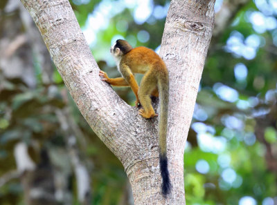  Central American squirrel monkey - Saimiri oerstedii 