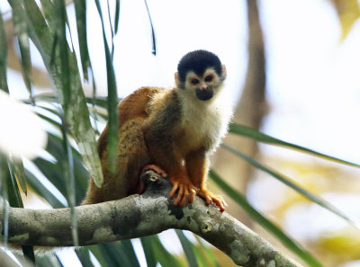  Central American squirrel monkey - Saimiri oerstedii (mother & baby)