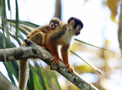  Central American squirrel monkey - Saimiri oerstedii (mother & baby)