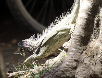 Green Iguana - Iguana iguana