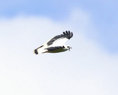 White Hawk - Pseudastur albicollis