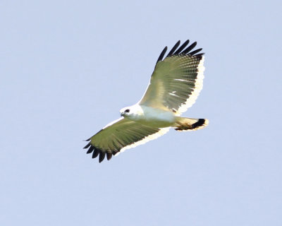 White Hawk - Pseudastur albicollis
