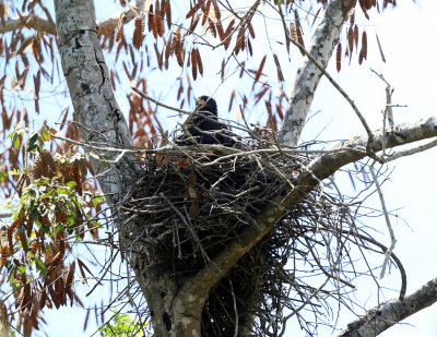Common Black Hawk - Buteogallus anthracinus (on its nest)