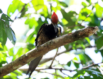 Lineated Woodpecker - Dryocopus lineatus