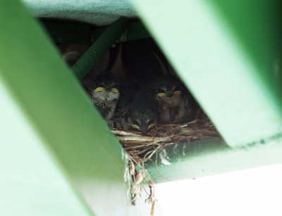 Mangrove Swallows - Tachycineta albilinea (chicks on nest)