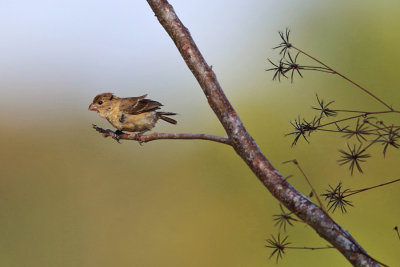 Morelet's Seedeater - Sporophila morelleti  (female)