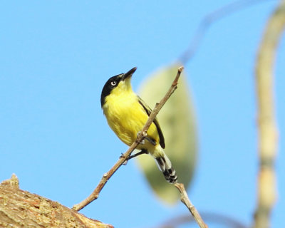 Common Tody-Flycatcher - Todirostrum cinereum