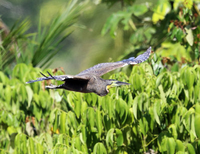 Bare-throated Tiger-Heron - Tigrisoma mexicanum