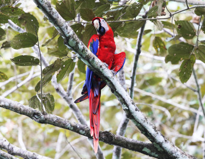 Scarlet Macaw - Ara macao