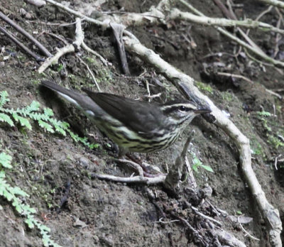 Louisiana Waterthrush - Parkesia motacilla