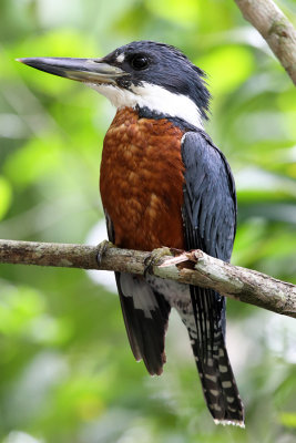 Ringed Kingfisher -  Megaceryle torquata