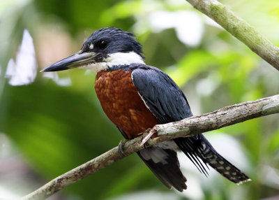 Costa Rica Kingfishers & Puffbirds