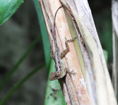 Ghost Anole - Anolis lemurinus