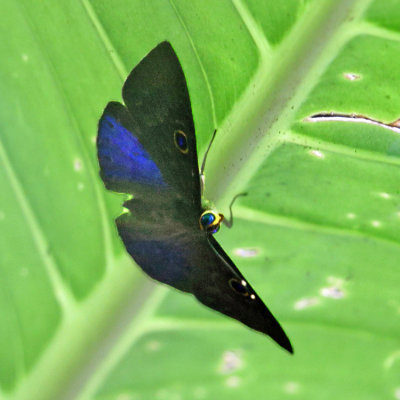 Blue-winged Eurybia - Eurybia lycisca
