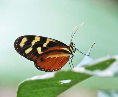 Polymnia Tigerwing - Mechanitis polymnia isthmia