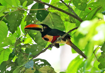 Fiery-billed Aracari - Pteroglossus frantzii