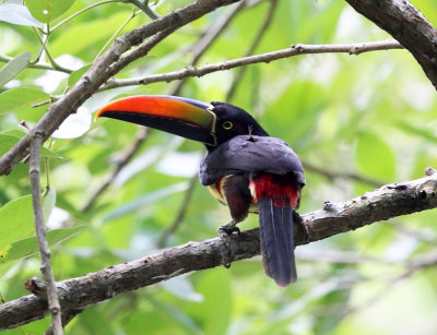 Fiery-billed Aracari - Pteroglossus frantzii