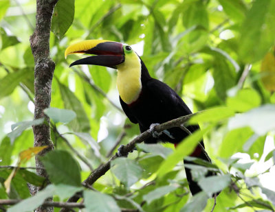 Yellow-throated Toucan - Ramphastos swainsonii