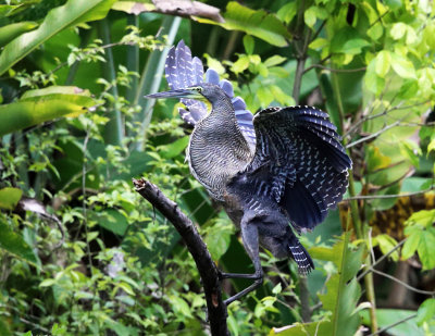 Bare-throated Tiger-Heron - Tigrisoma mexicanum