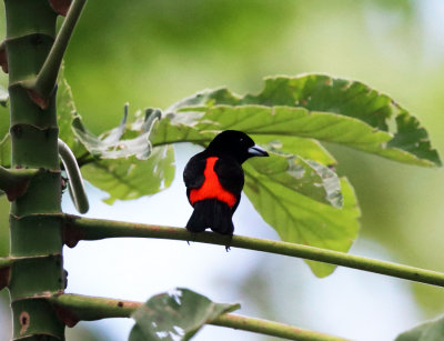 Cherrie's Tanager - Ramphocelus passerinii (male)