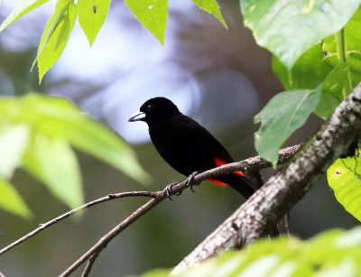 Cherries Tanager - Ramphocelus passerinii (male)