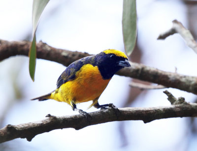 Spot-crowned Euphonia - Euphonia imitans